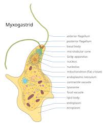 Attēlu rezultāti vaicājumam “Symphytocarpus flaccidus plasmodium”