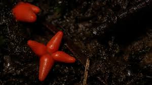 Attēlu rezultāti vaicājumam “Lycogala conicum spores”