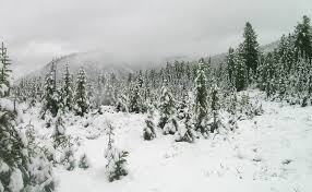 Attēlu rezultāti vaicājumam “Abies sibirica”