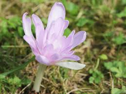 Attēlu rezultāti vaicājumam “Colchicum autumnale”