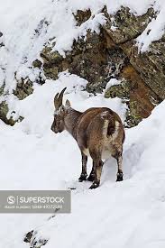 Attēlu rezultāti vaicājumam “Capra juvenile”