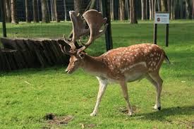 Attēlu rezultāti vaicājumam “Dama dama”