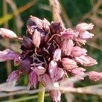 Attēlu rezultāti vaicājumam “Allium scorodoprasum flower”