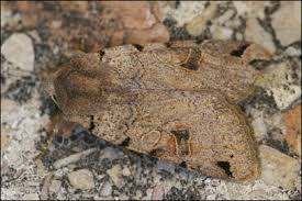 Attēlu rezultāti vaicājumam “Agrochola litura”