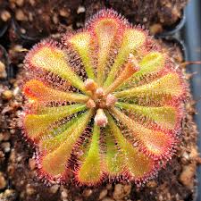 Attēlu rezultāti vaicājumam “Drosera rotundifolia”
