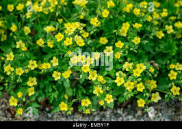 Attēlu rezultāti vaicājumam “Waldsteinia geoides”