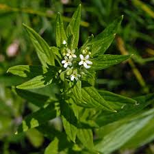 Attēlu rezultāti vaicājumam “Lithospermum officinale”
