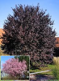 Attēlu rezultāti vaicājumam “Prunus cerasifera var. divaricata”