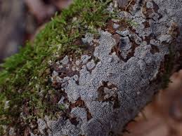 Attēlu rezultāti vaicājumam “Phellinus nigrolimitatus”