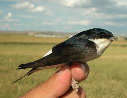 Attēlu rezultāti vaicājumam “Delichon urbicum juvenile”