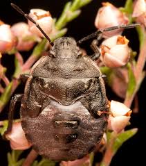 Attēlu rezultāti vaicājumam “Chlorochroa pinicola”