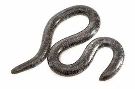 Attēlu rezultāti vaicājumam “Agrodiaetus damon underside”