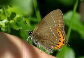 Attēlu rezultāti vaicājumam “Satyrium pruni”