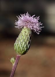 Attēlu rezultāti vaicājumam “Cirsium x rigens flower”