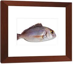 Image result for Lutjanus campechanus