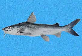 Image result for Ariopsis felis