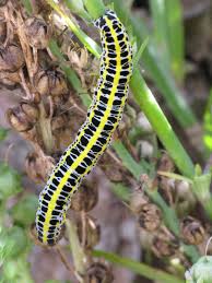 Attēlu rezultāti vaicājumam “Calophasia lunula larva”