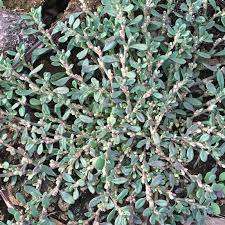 Attēlu rezultāti vaicājumam “Polygonum arenastrum leaf”