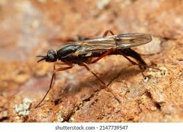 Attēlu rezultāti vaicājumam “Xylophagidae”