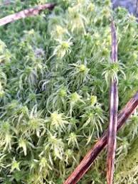 Attēlu rezultāti vaicājumam “Sphagnum fimbriatum”