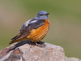 Image result for Monticola saxatilis