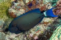 Image result for Acanthurus blochii