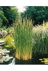 Image result for Rohrkolben