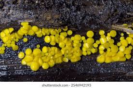 Attēlu rezultāti vaicājumam “Bisporella citrina”