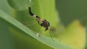 Attēlu rezultāti vaicājumam “Cricotopus”