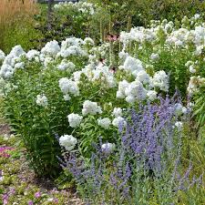 Attēlu rezultāti vaicājumam “Phlox paniculata”