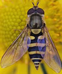 Attēlu rezultāti vaicājumam “Syrphus sp. imago”