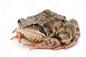 Attēlu rezultāti vaicājumam “Rana temporaria”