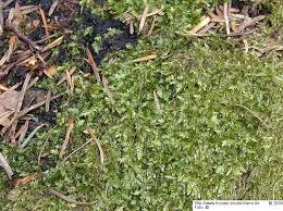 Attēlu rezultāti vaicājumam “Plagiothecium denticulatum”