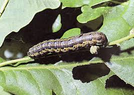 Attēlu rezultāti vaicājumam “Orthosia munda larva”