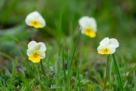 Attēlu rezultāti vaicājumam “Viola arvensis flower”