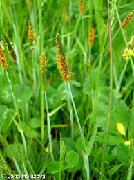 Attēlu rezultāti vaicājumam “Alopecurus aequalis leaf”