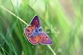Attēlu rezultāti vaicājumam “Lycaena alciphron female”
