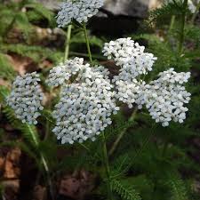 Image result for Achillea millefolium