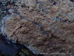 Attēlu rezultāti vaicājumam “Phlebia centrifuga”