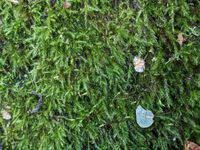 Attēlu rezultāti vaicājumam “Sciuro-hypnum populeum”