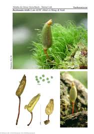 Attēlu rezultāti vaicājumam “Buxbaumia viridis”