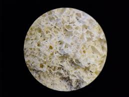 Attēlu rezultāti vaicājumam “Fuligo candida macro”