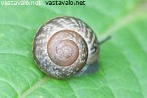 Attēlu rezultāti vaicājumam “Fruticola fruticum”