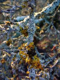 Attēlu rezultāti vaicājumam “Xanthoriicola physciae”