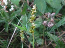 Attēlu rezultāti vaicājumam “Carex spicata”