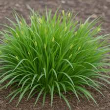 Attēlu rezultāti vaicājumam “Carex loliacea leaf”