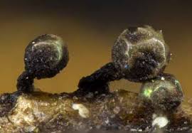 Attēlu rezultāti vaicājumam “Licea pusilla”