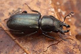 Attēlu rezultāti vaicājumam “Platycerus caraboides”