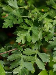 Attēlu rezultāti vaicājumam “Crataegus monogyna subsp. nordica”