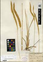 Attēlu rezultāti vaicājumam “Setaria glauca”